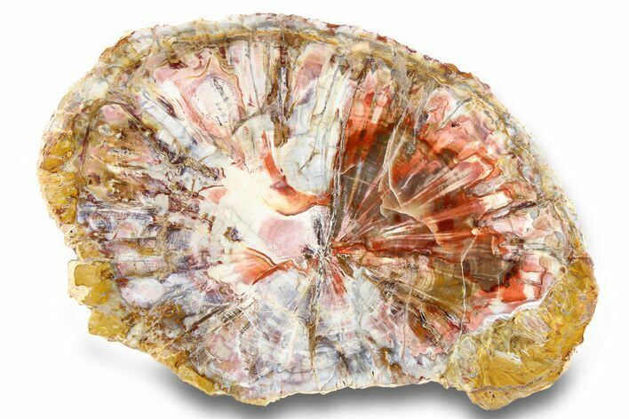 Colorful, Petrified Wood Round - Madagascar #258729